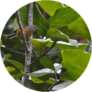 Orange-bellied antwren - Bird