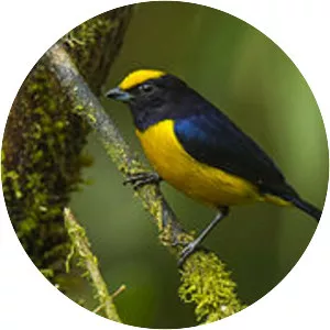 Orange-bellied euphonia - Bird