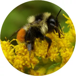 Orange-belted bumblebee