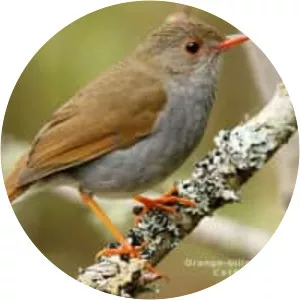 Orange-billed nightingale-thrush