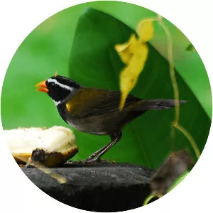 Orange-billed sparrow - Bird