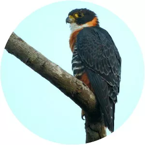 Orange-breasted falcon