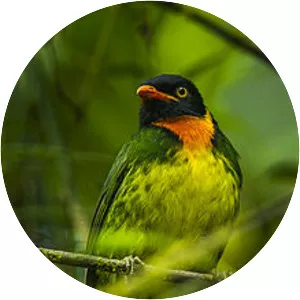 Orange-breasted fruiteater - Bird