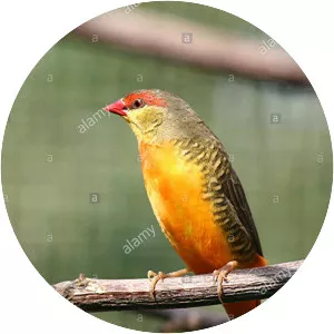 Orange-breasted waxbill