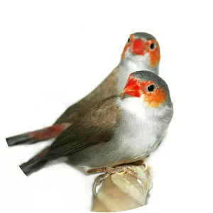 Orange-cheeked waxbill