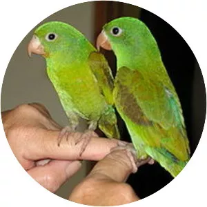 Orange-chinned parakeet