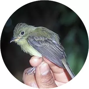 Orange-crested flycatcher