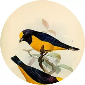 Orange-crowned euphonia