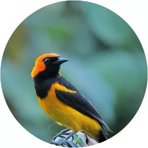 Orange-crowned oriole - Bird