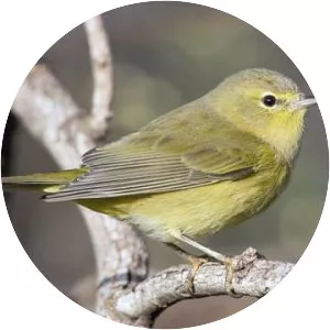 Orange-crowned warbler