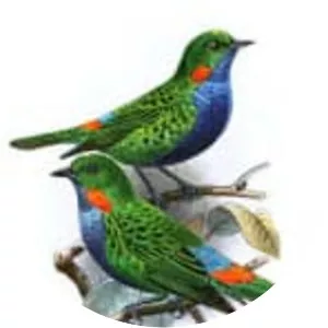 Orange-eared tanager