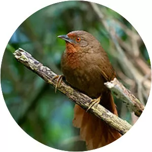 Orange-eyed thornbird - Bird