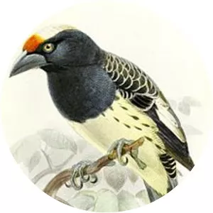 Orange-fronted barbet