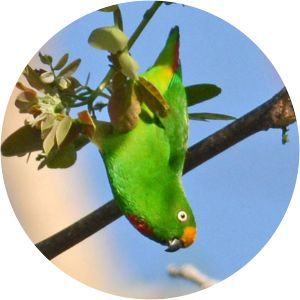Orange-fronted hanging parrot
