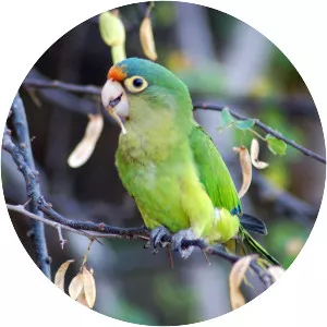 Orange-fronted parakeet - Birds