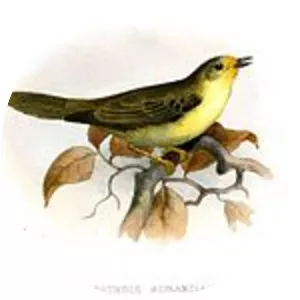 Orange-fronted plushcrown