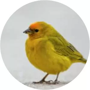 Orange-fronted yellow finch