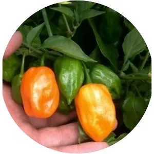 Orange Habanero