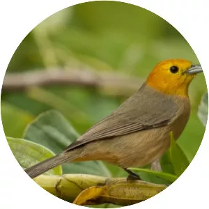 Orange-headed tanager