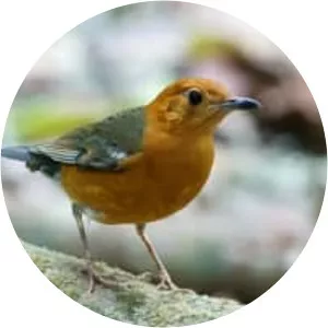 Orange-headed thrush