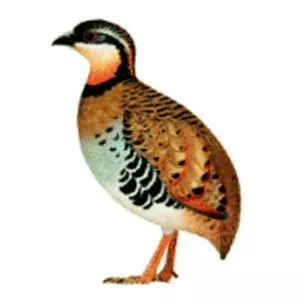 Orange-necked partridge