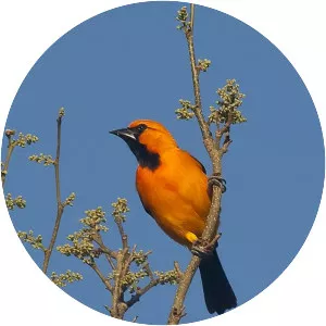 Orange oriole - Bird