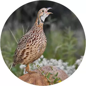 Orange River francolin