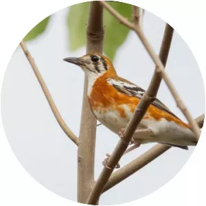 Orange-sided thrush