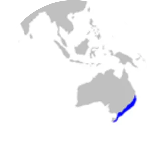 Orange-spotted catshark