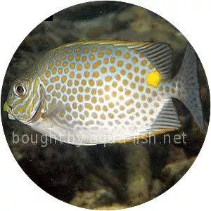 Orange-spotted spinefoot