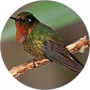 Orange-throated sunangel - Bird