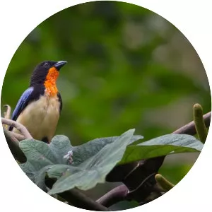 Orange-throated tanager