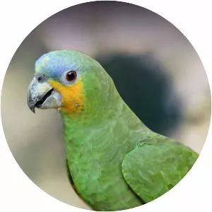 Orange-winged amazon