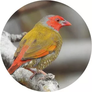 Orange-winged pytilia - Birds