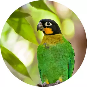 Orange-cheeked parrot