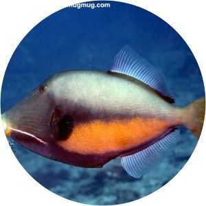 Orangeside triggerfish - Fish