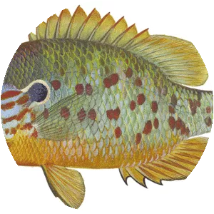 Orangespotted sunfish
