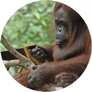 Orangutan
