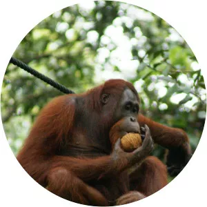 Orangutans