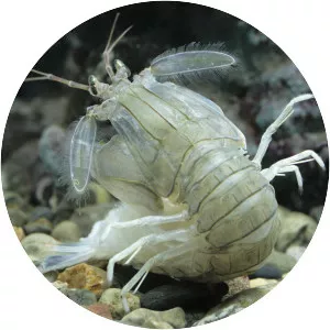 Oratosquilla oratoria