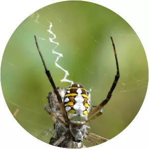 Orb-weaver spiders