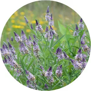 Orbexilum pedunculatum