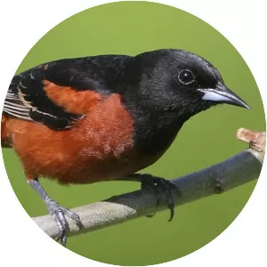 Orchard oriole
