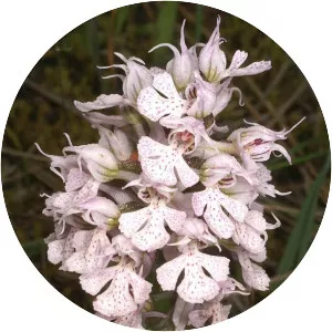 Orchidoideae