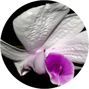 Orchids of New Guinea