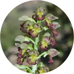 Orchis punctulata