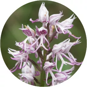 Orchis simia