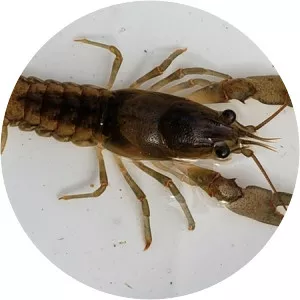 Orconectes propinquus - Animal