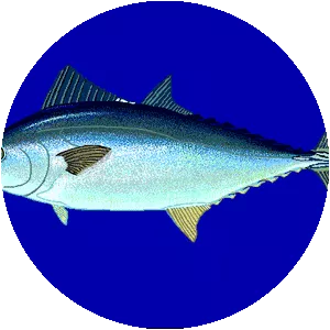 Orcynopsis unicolor - Fish