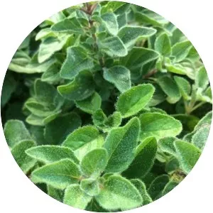 Oregano